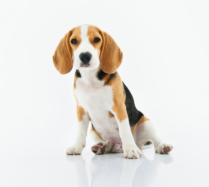 Why You Should Microchip Your Pet