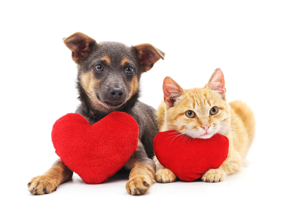 4 Stimulating Dog Toys on Valentine's Day